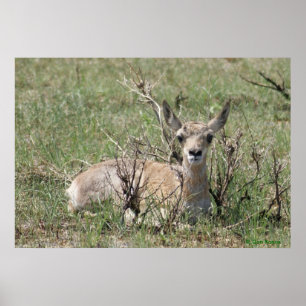 A7 Baby Pronghorn Antelope Kopf Up Poster