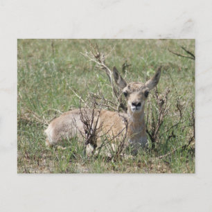 A7 Baby Pronghorn Antelope Kopf Up Postkarte