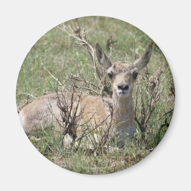 A7 Baby Pronghorn Antelope Magnet (Vorne)