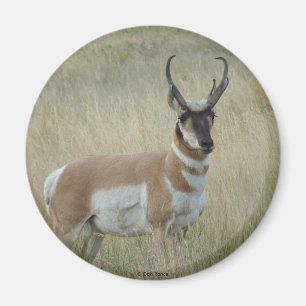 A8 Gabelbock Großer Bock Magnet