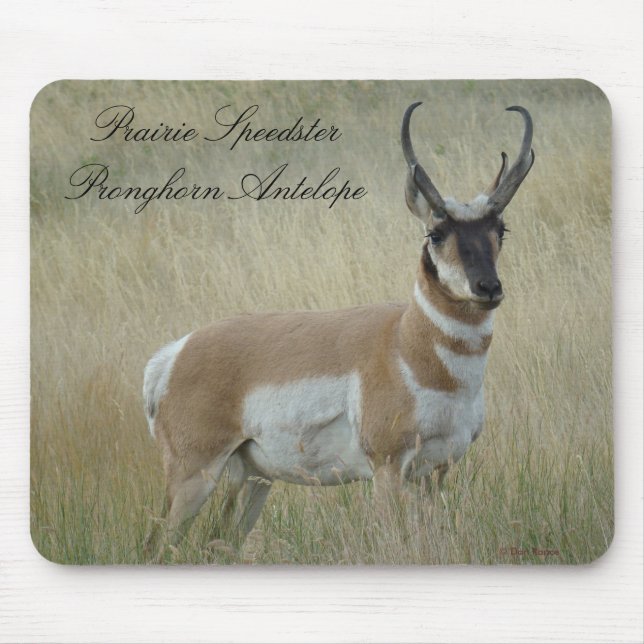 A8 Gabelbock Großer Bock Mousepad (Vorne)