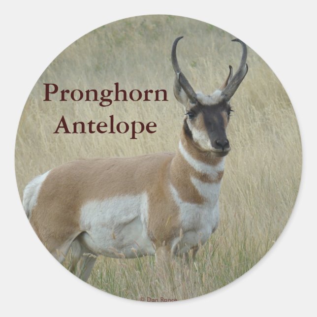 A8 Gabelbock Großer Bock Runder Aufkleber (Vorderseite)