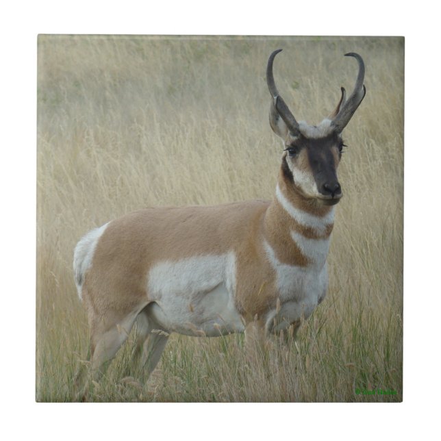 A8 Pronghorn Antelope Big Buck Fliese (Vorderseite)