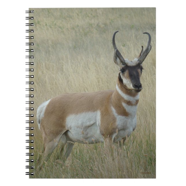 A8 Pronghorn Antelope Big Buck Notizblock (Vorderseite)
