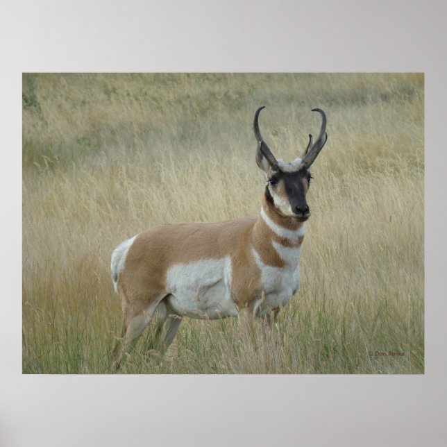 A8 Pronghorn Antelope Big Buck Poster (Vorne)