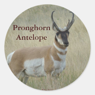 A8 Pronghorn Antelope Big Buck Runder Aufkleber