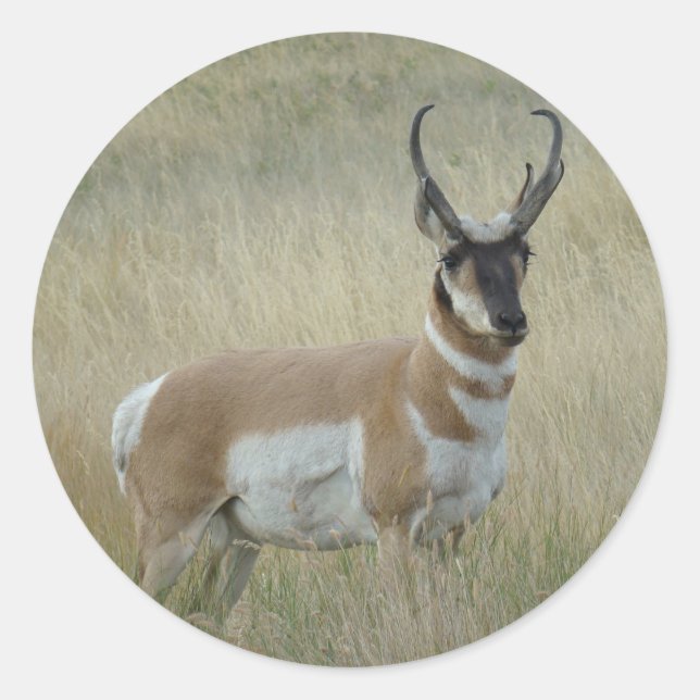 A8 Pronghorn Antelope Big Buck Runder Aufkleber (Vorderseite)