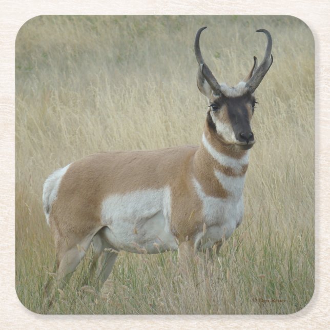 A8 Pronghorn Antelope Buck Rechteckiger Pappuntersetzer (Vorderseite)