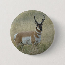 A8 Pronghorn Antelope Button
