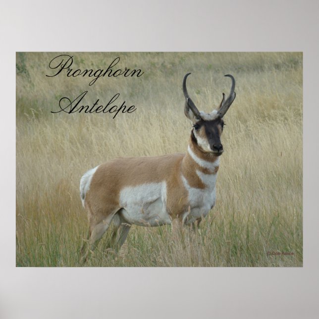 A8 Pronghorn Antelope Poster (Vorne)