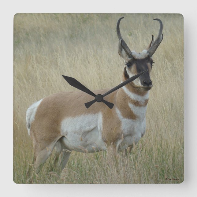 A8 Pronghorn Antelope Quadratische Wanduhr (Vorderseite)