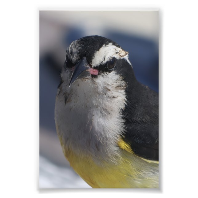A Bananaquit ~ Yes I am, looking at you.   Fotodruck (Vorne)