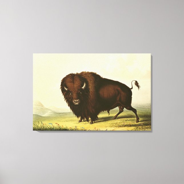 A Bison, c.1832 Leinwanddruck (Vorderseite)
