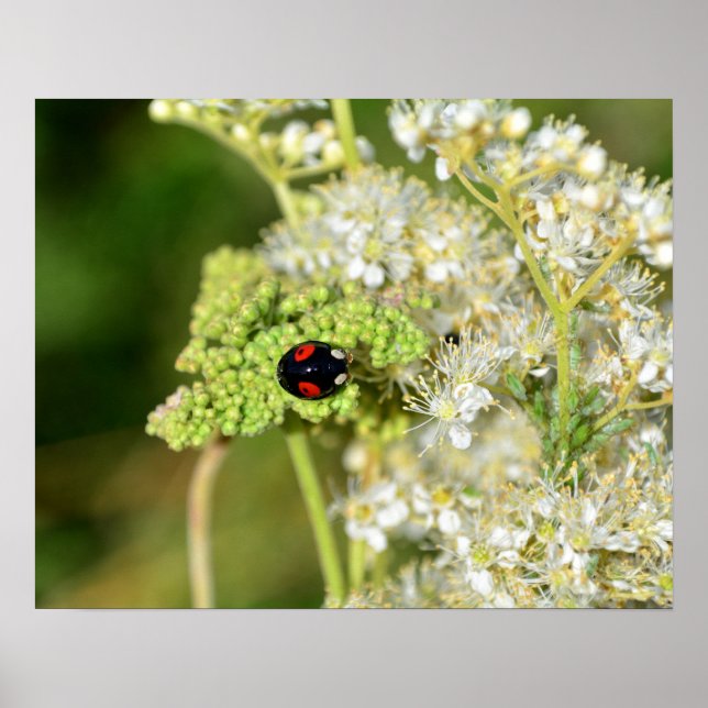 A black ladybug with red spots  poster (Vorne)