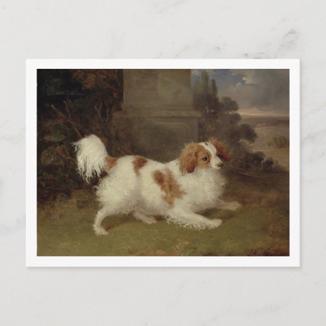 A Blenheim Spaniel, c.1820-30 (Öl auf Leinwand) Postkarte (Vorderseite)