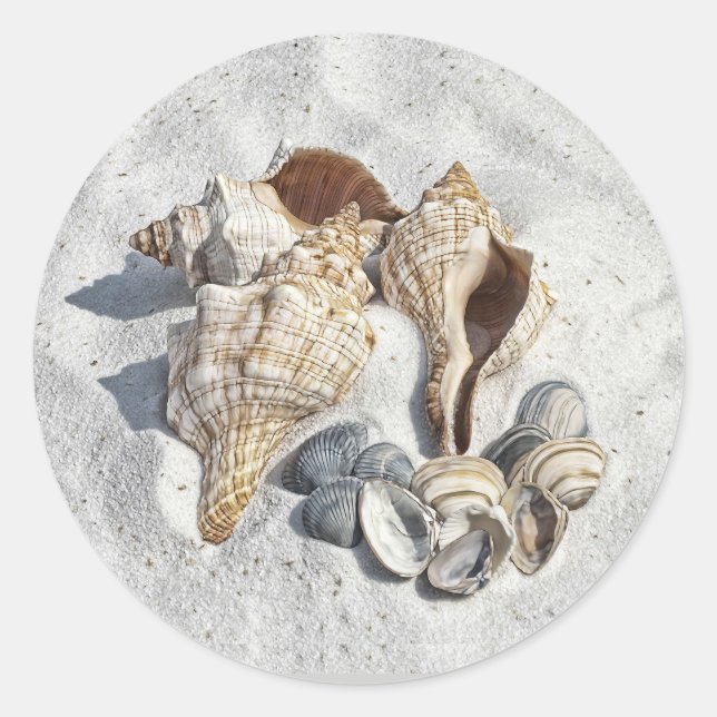 A Collection of Seashells on Sand Runder Aufkleber (Vorderseite)
