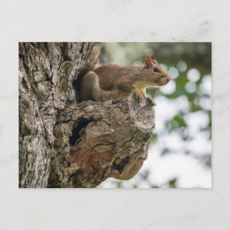 A curious squirrel perched on the knob of a tree. postkarte