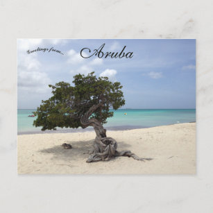 A Divi Tree am Strand von Eagle in Aruba Postkarte