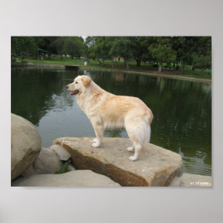 A Dog At A Pond Poster