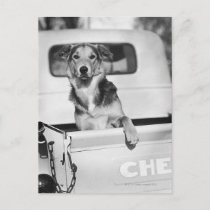 A dog in a car. postkarte