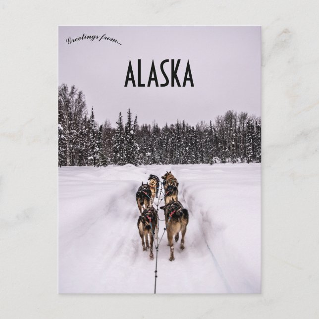 A Dogsled Team in Alaska Postkarte (Vorderseite)