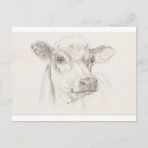 A drawing of a young cow postkarte