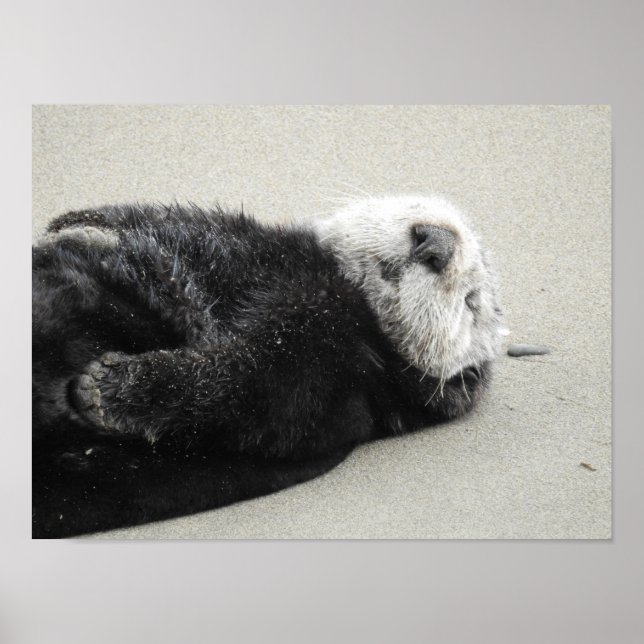 A dreaming sea otter poster (Vorne)