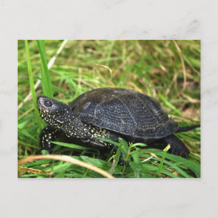 A European Pond Turtle Postkarte