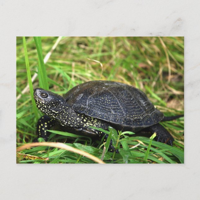 A European Pond Turtle Postkarte (Vorderseite)