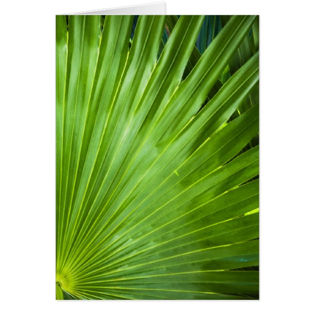 A Fan of Green (Vorne)