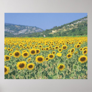 a field of sunflowers poster