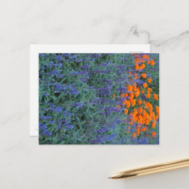 A flower garden of blue salvia and marigolds. postkarte
