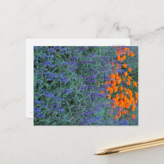 A flower garden of blue salvia and marigolds. postkarte