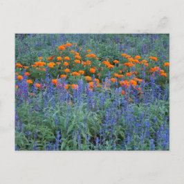 A flower garden of blue salvia and marigolds. postkarte