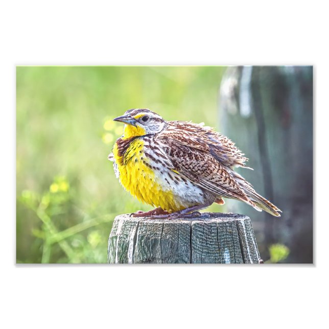A Fluffy Meadowlark Fotodruck (Vorne)