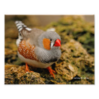 A Friendly Male Zebra Finch