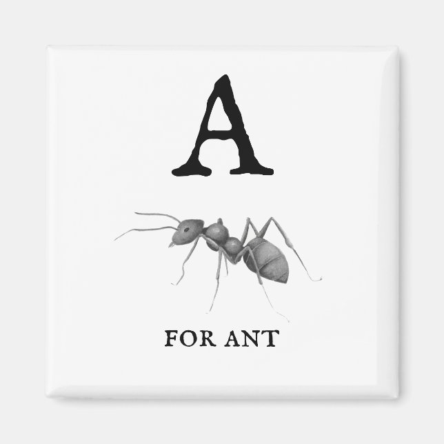 ‚A‘ für Ant Magnet (Vorne)