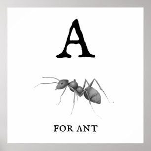 "A" für Ant Poster