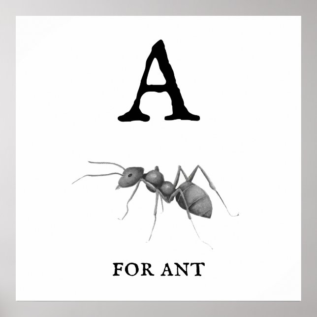 "A" für Ant Poster (Vorne)