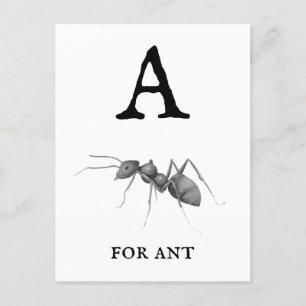 ‚A‘ für Ant Postkarte