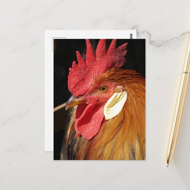 A Gorgeous Leghorn Rooster Postkarte (Vorderseite/Rückseite Beispiel)