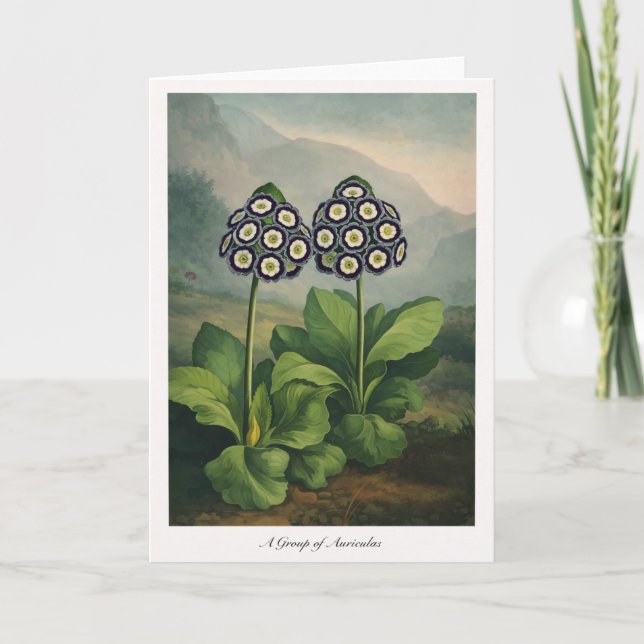 A Group of Auriculas — Modern Botanical Reinterpre Karte (Vorderseite)