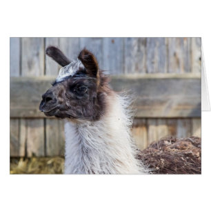 A Happy Llama