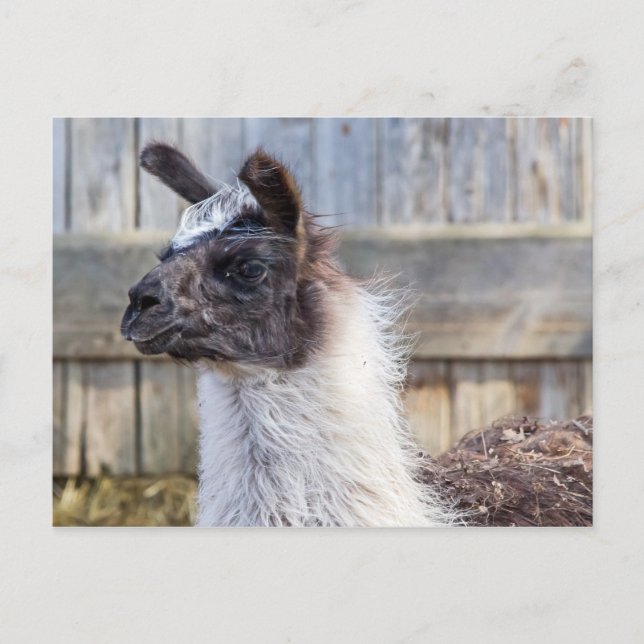 A Happy Llama Postkarte (Vorderseite)