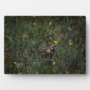 A Horned Lark Fotoplatte