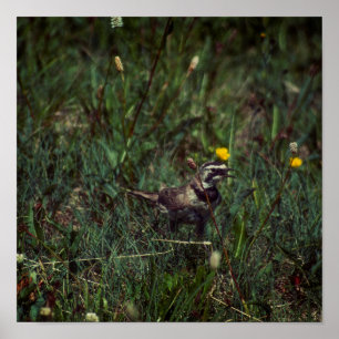 A Horned Lark Poster