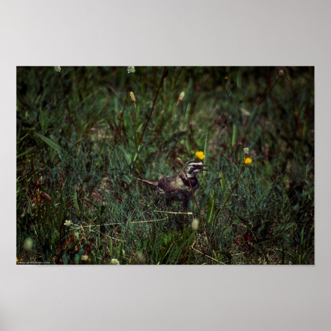 A Horned Lark Poster (Vorne)