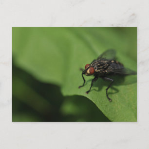 A housefly on a Green leaf Postkarte