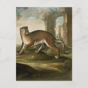 A Jaguar Postkarte