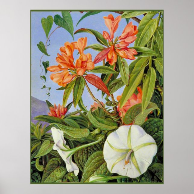 A Javan Rhododendrum und Ipomoea Poster (Vorne)